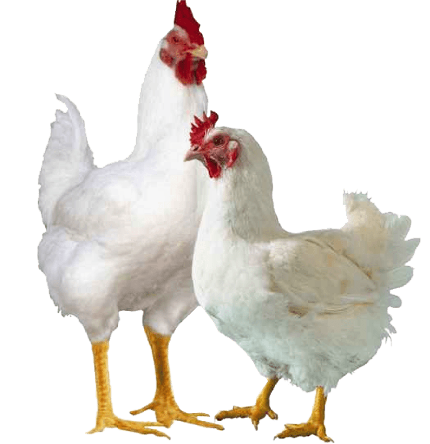 Chickens
