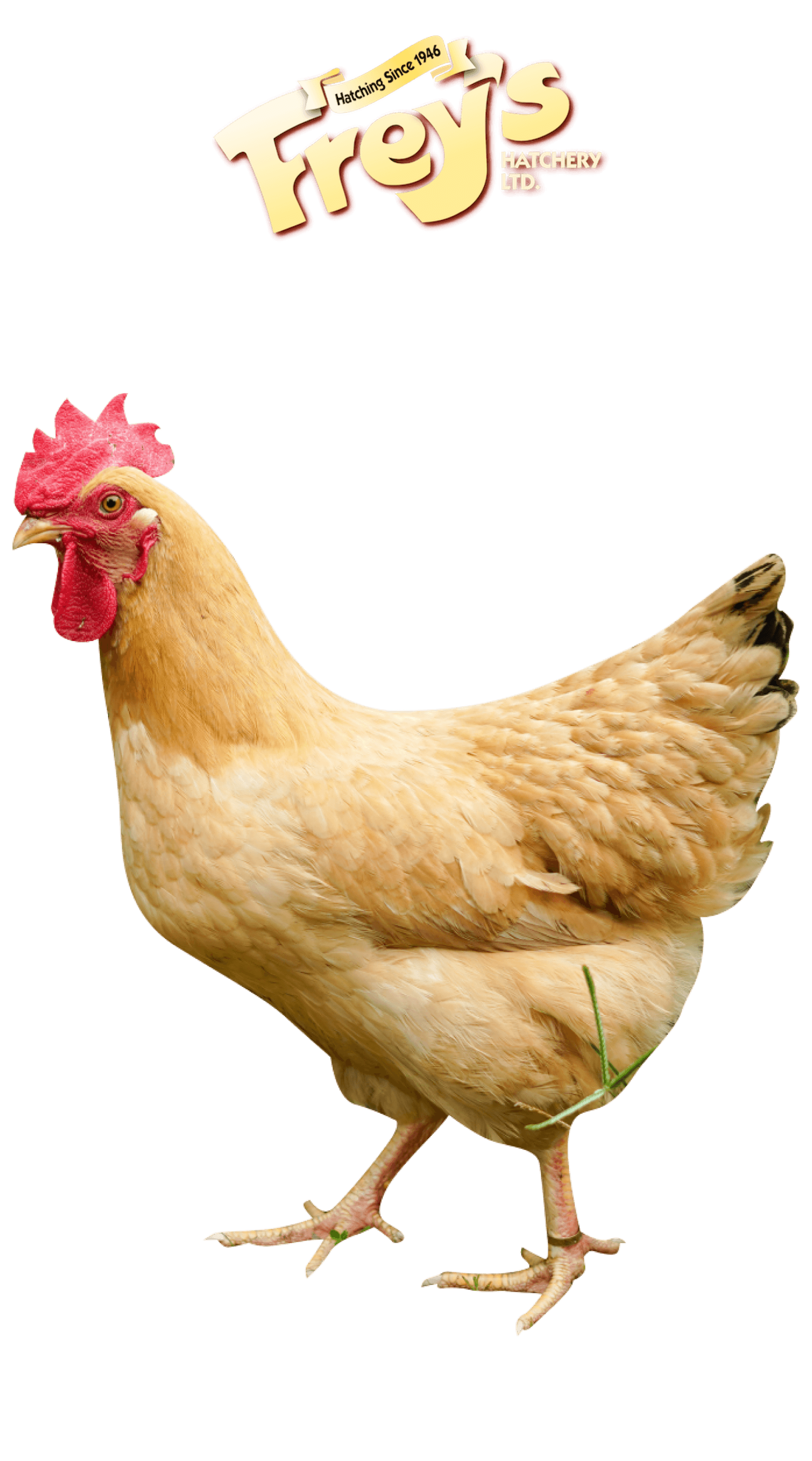Chickens