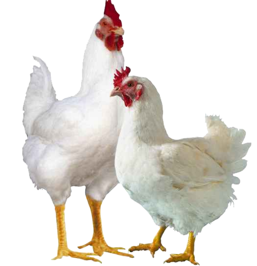 Chickens