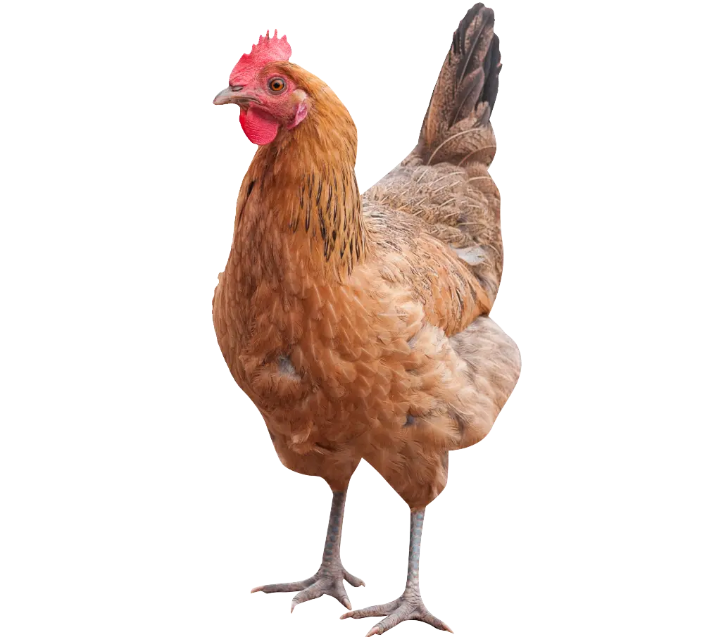 services-chicken